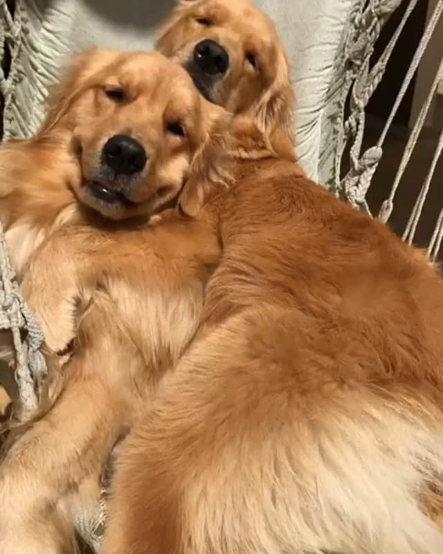 DogsOf Instagramのインスタグラム：「“Swinging with the sister! 💖” writes @serena.gff」