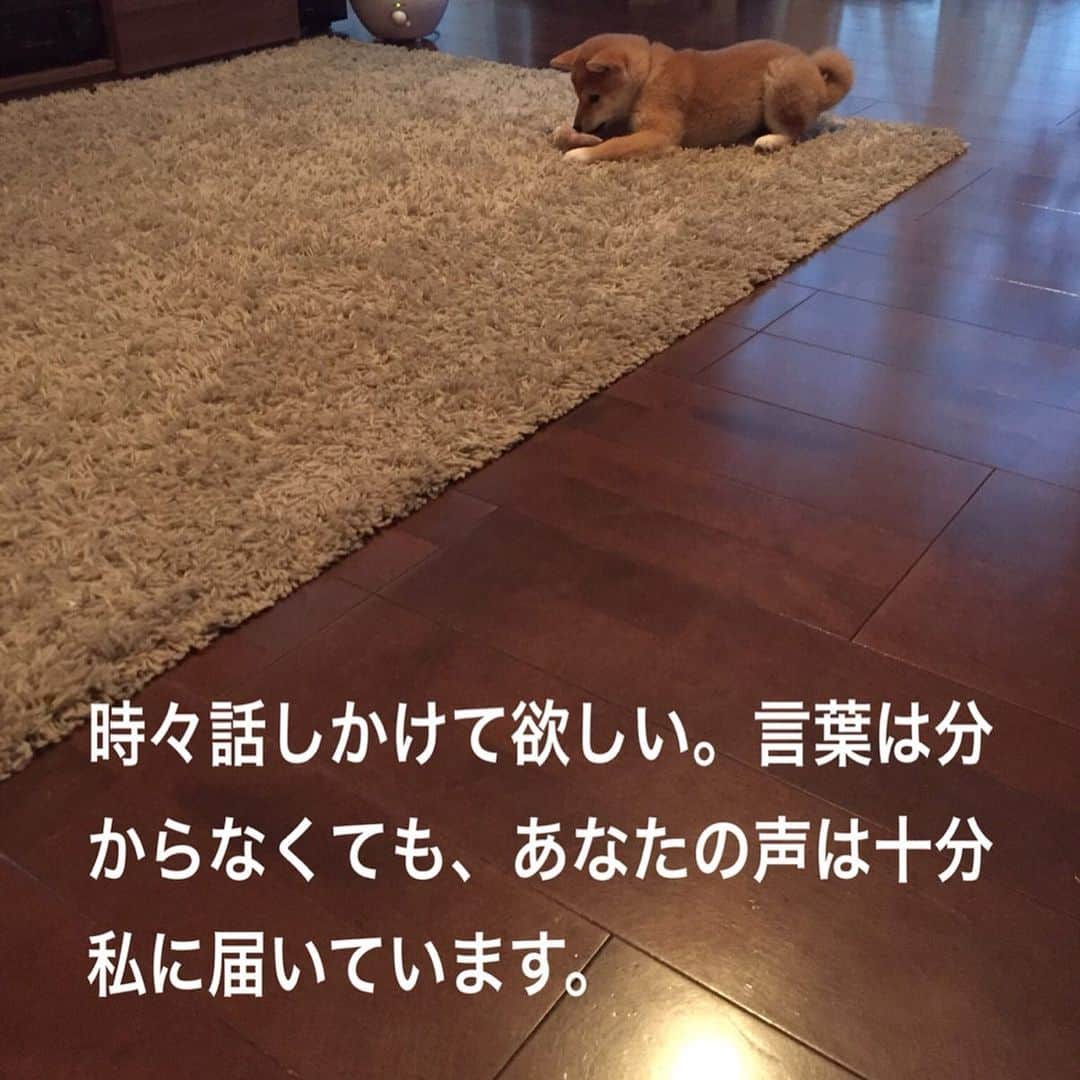 柴犬ハル&保護犬すずさんのインスタグラム写真 - (柴犬ハル&保護犬すずInstagram)「🐕 . 大型犬の子犬が動物園に捨てられてたあのニュースを観て、 また胸が締め付けられました😢 . ラブラドールやゴールデンレトリバーの可愛い子犬たち。。。 里親がすぐに決まったとはいえ、 犬は頭がいいから、捨てられた記憶もそのままに生きていくかもしれない😣 . なんでこんなことできるんだろう。。 また犬の十戒を見てハルすずを大切にしようと思う夜なのでした。🌕 . #犬の十戒  #里親が決まってよかった . #柴犬#柴#kagoshima#dog#puppy#shibainu#shibastagram#いぬバカ部#family#鹿児島#赤柴#雑種#天文館#日本犬#保護犬を家族に#保護犬#元保護犬#家族」5月9日 23時13分 - haruharu040777