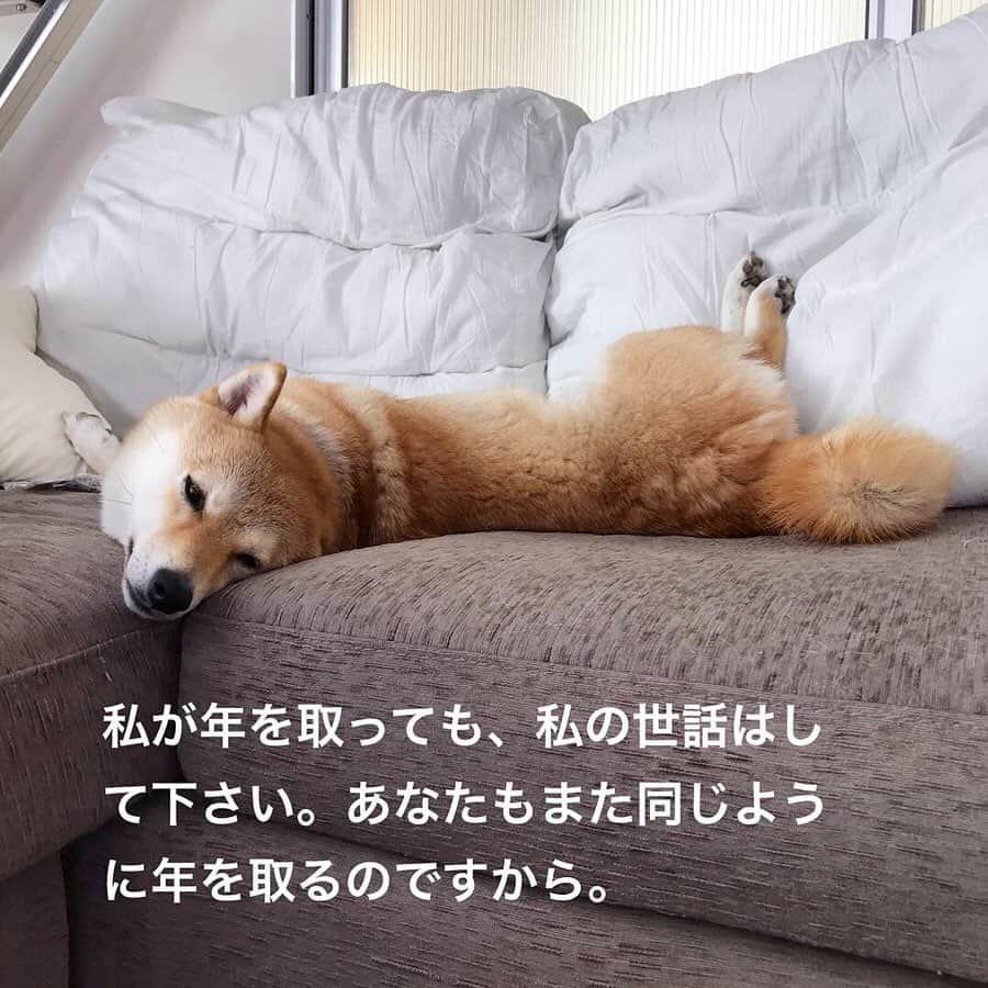 柴犬ハル&保護犬すずさんのインスタグラム写真 - (柴犬ハル&保護犬すずInstagram)「🐕 . 大型犬の子犬が動物園に捨てられてたあのニュースを観て、 また胸が締め付けられました😢 . ラブラドールやゴールデンレトリバーの可愛い子犬たち。。。 里親がすぐに決まったとはいえ、 犬は頭がいいから、捨てられた記憶もそのままに生きていくかもしれない😣 . なんでこんなことできるんだろう。。 また犬の十戒を見てハルすずを大切にしようと思う夜なのでした。🌕 . #犬の十戒  #里親が決まってよかった . #柴犬#柴#kagoshima#dog#puppy#shibainu#shibastagram#いぬバカ部#family#鹿児島#赤柴#雑種#天文館#日本犬#保護犬を家族に#保護犬#元保護犬#家族」5月9日 23時13分 - haruharu040777