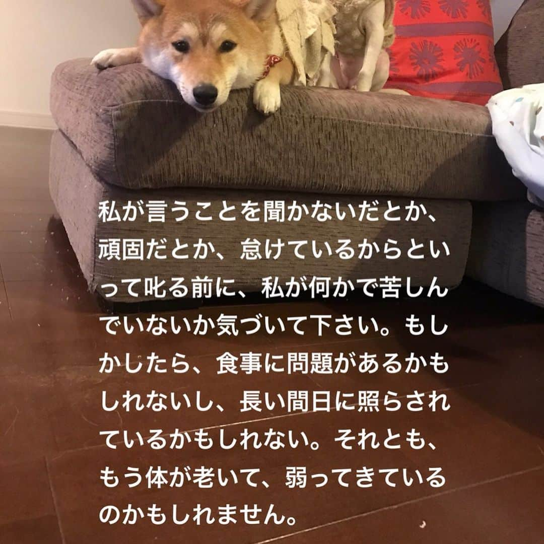 柴犬ハル&保護犬すずさんのインスタグラム写真 - (柴犬ハル&保護犬すずInstagram)「🐕 . 大型犬の子犬が動物園に捨てられてたあのニュースを観て、 また胸が締め付けられました😢 . ラブラドールやゴールデンレトリバーの可愛い子犬たち。。。 里親がすぐに決まったとはいえ、 犬は頭がいいから、捨てられた記憶もそのままに生きていくかもしれない😣 . なんでこんなことできるんだろう。。 また犬の十戒を見てハルすずを大切にしようと思う夜なのでした。🌕 . #犬の十戒  #里親が決まってよかった . #柴犬#柴#kagoshima#dog#puppy#shibainu#shibastagram#いぬバカ部#family#鹿児島#赤柴#雑種#天文館#日本犬#保護犬を家族に#保護犬#元保護犬#家族」5月9日 23時13分 - haruharu040777