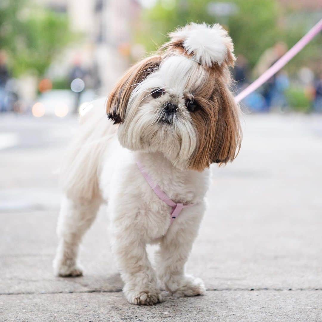 The Dogistさんのインスタグラム写真 - (The DogistInstagram)「Coco, Shih Tzu (2 y/o), 9th & 3rd Ave., New York, NY • “She always has her top knot. She’s my third Shih Tzu and she comes to work with me.” @coocoo_for_my_coco」5月9日 23時14分 - thedogist