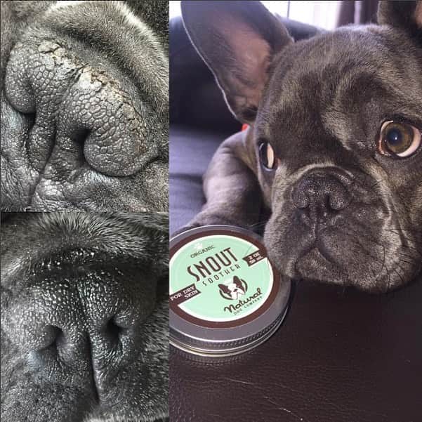 Regeneratti&Oliveira Kennelさんのインスタグラム写真 - (Regeneratti&Oliveira KennelInstagram)「Does your dog’s nose get dry and chapped? #SnoutSoother from @naturaldogcompany comes recommended by vets and customers all over the world for healing dry noses. It’s made from 100% natural ingredients and guaranteed to work fast to heal their dry skin! It even provides a natural sunscreen 😀 . ⭐⭐⭐⭐ Save 20% off your entire order with code JMARCOZ at NaturalDog.com | @naturaldogcompany | worldwide shipping | ad 📷: @frank.thefrenchie . . . . . . #frenchie #frenchieoftheday #frenchbull #fransebulldog #frenchbulldog #frenchiepuppy #puppy #puppylove #bully #bullyinstafeature #bulldogfrances #フレンチブルドッグ #フレンチブルドッグ #フレブル #helthefrenchie #frenchyfanatics #frenchiesgram #frenchbulldogsofinstagram #frenchiesoverload #ilovemyfrenchie #batpig #buhi」5月9日 23時27分 - jmarcoz