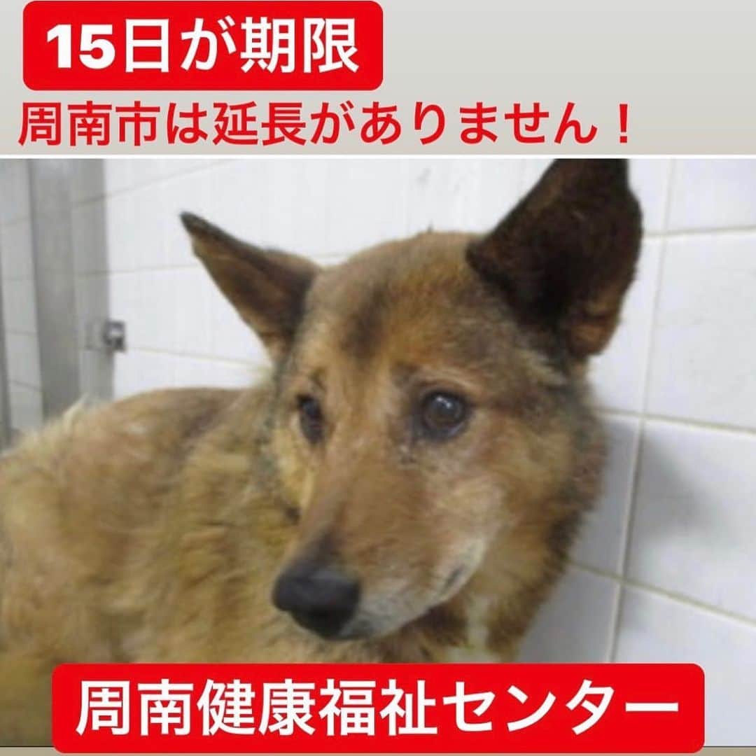 大日方久美子さんのインスタグラム写真 - (大日方久美子Instagram)「・ 2019年5月11日追記 ・ 2匹が譲渡されました😭❤️ センターに引き取りにに来てくださったら方が いらしたようです。 行動に移してくださりありがとうございます😭🙏🏻 ・ ・  ロウがいた山口県周南市の保健所にいる犬たちの期限が15日までと @hana_matsushima_animal さんのポストで知りました。  捕獲檻にかかった2匹だそうです。 ロウと同じ、野犬だったんですね…。 ・ ・  一言では伝えきれませんが、捕獲をしないといけない状況にあるのも事実。でも捕獲した後の犬たちをケアしてあげるのも、私たちのできること。  捕まえて殺処分。 こんなことの繰り返しをしないといけない状況を変えていきたい。  私、本気でそう願っています。  センターの皆さんも同じように感じていますが、そうせざるを得ない状況なんです。  今の私にはこの子達を引き出してあげることができません。殺処分を廃止する法律を作ることもできません。  でも一時預かりでもいいから、この子たちを引き出してくださる方をここで探すことはできると思ってポストします。  同じように、リポストで拡散のご協力をお願いします。また、もし一時預かりができる方がいらっしゃれば、山口県周南市福祉センターまで足を運んでいただけませんか？  できることをできる人ができる時に。  そして一日も早く、捕獲しては殺処分しないといけない状況を変える法律ができるように、みんなで協力できたらと思っています。  私をフォローしてくださっている愛犬猫の方々はご理解してくださっているとは思いますが、センターの方々にこの状況に対してのクレームなどは状況を悪化させることになるのでご理解ください🙏🏻 ・ 2匹の詳細は @hana_matsushima_animal さんのポストから🙏🏻🙏🏻🙏🏻🙏🏻🙏🏻 ・ ・ #できることをできる人ができる時に」5月9日 23時35分 - kumi511976