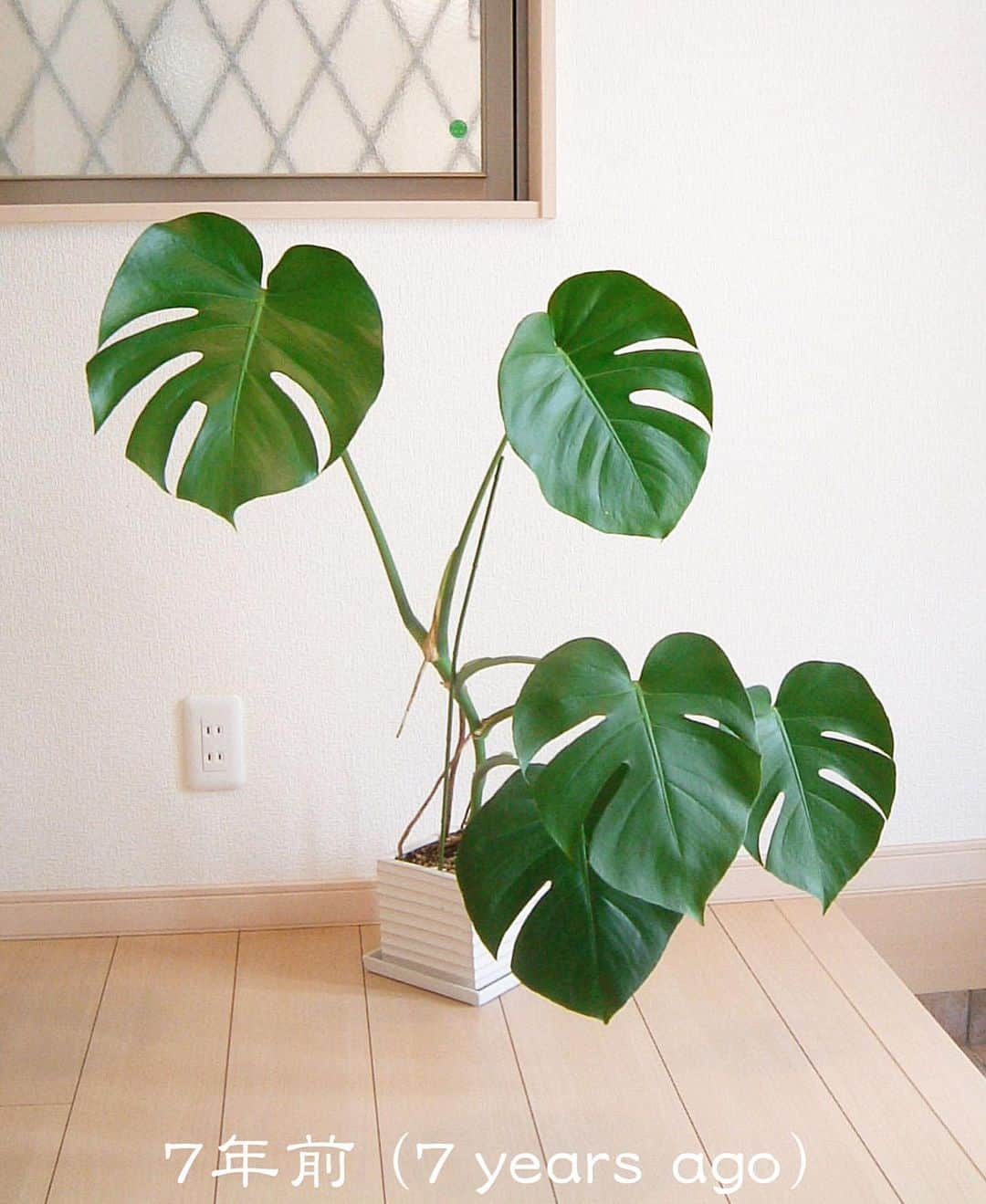 藤谷壮仁郎さんのインスタグラム写真 - (藤谷壮仁郎Instagram)「►「モンステラ」（Monstera） 植え替え前（Before replanting） ►10年前に購入したモンステラが、かなり巨大化！ 2～3年に一度、モンステラの植え替えをします。 今回、「天挿し、茎伏せ、茎挿し」に株分けします。 ・ ・ ・ ・ ・ ・ #自然#モンステラ#株分け#植え替え#巨大化#天挿し#茎伏せ#茎挿し#挿し木#気根#ガーデニング#ガーデン#鉢#観葉植物#インテリア#観葉植物のある暮らし #nature#green#monstera#monsteralove#monsteralife#gardening#garden#plants#flowerpot#houseplants#plantlove#indoorplants#interior」5月9日 23時44分 - soujirou_art