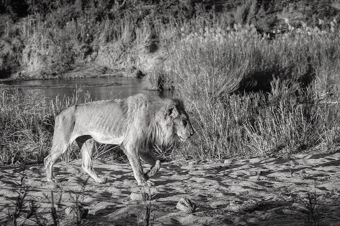 Kevin Richardson LionWhisperer さんのインスタグラム写真 - (Kevin Richardson LionWhisperer Instagram)「Life in the wild is harsh. This photo is of an ousted male who once was a great king but now is a bag of bones scavenging off the pride he once had tenure over. Sometimes ousted males are not as lucky as this and perish before they get to this state. As humans we often get emotional seeing images like this but the truth is, life in the wild is no bed of roses. It can be brutal and harsh for all involved, both predator and prey. #lion #africanlion #pantheraleo #wildafrica #krugernationalpark #oldboy」5月9日 23時46分 - lionwhisperersa