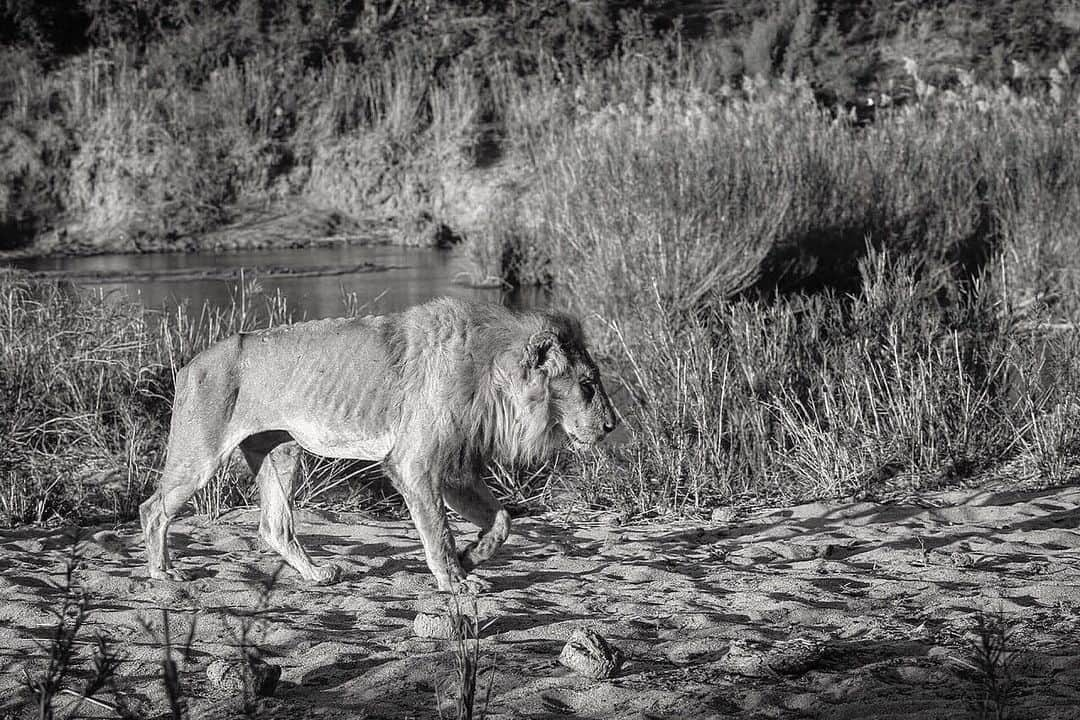 Kevin Richardson LionWhisperer のインスタグラム