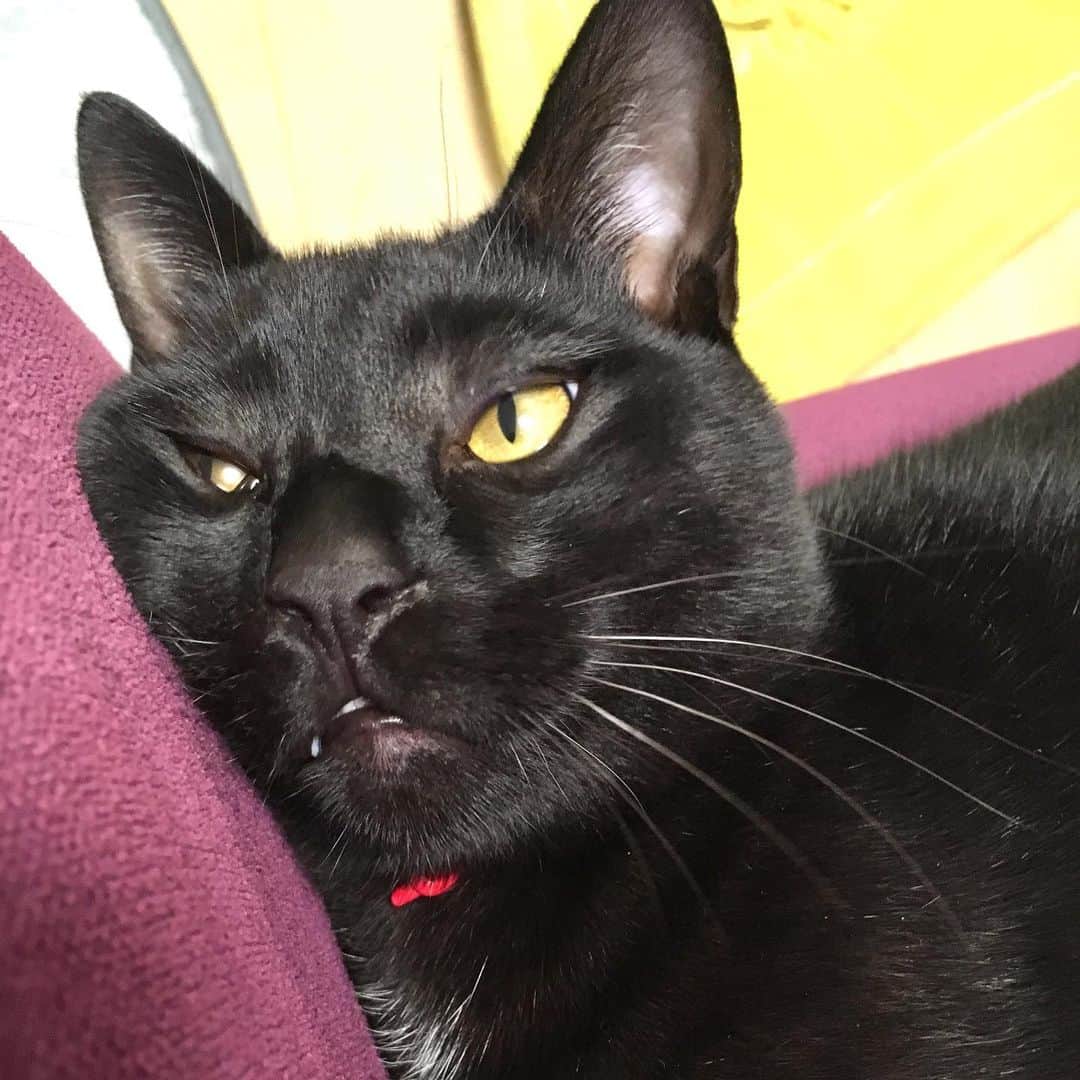 しおやてるこさんのインスタグラム写真 - (しおやてるこInstagram)「くろすけのほっぺがムニってなってるシリーズ。遊びに夢中すぎてたまに変な顔になってしまうくろすけ。同じ猫とは思えない😹 #黒猫 #blackcat」5月9日 23時58分 - shiochin1129