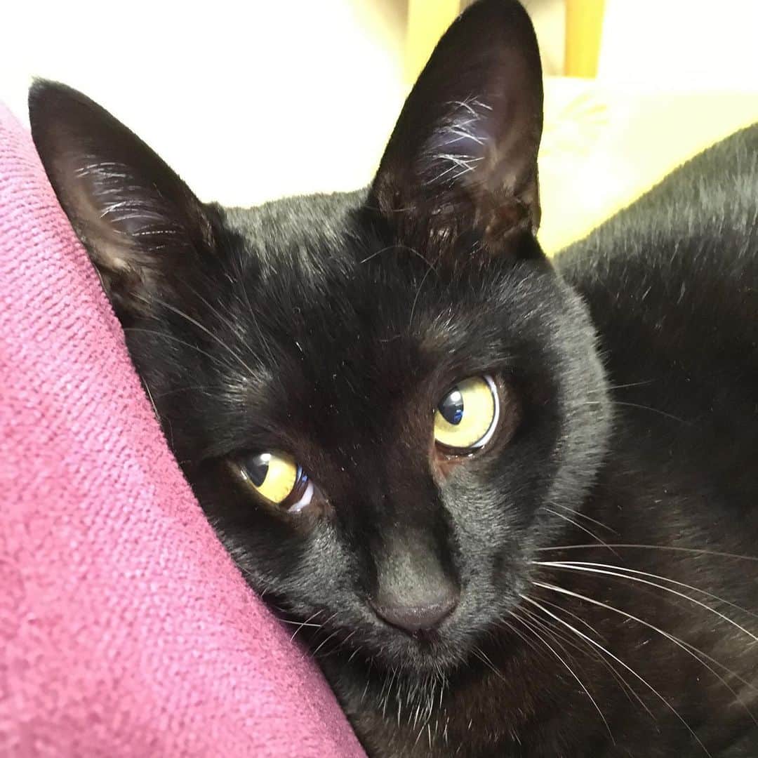 しおやてるこさんのインスタグラム写真 - (しおやてるこInstagram)「くろすけのほっぺがムニってなってるシリーズ。遊びに夢中すぎてたまに変な顔になってしまうくろすけ。同じ猫とは思えない😹 #黒猫 #blackcat」5月9日 23時58分 - shiochin1129