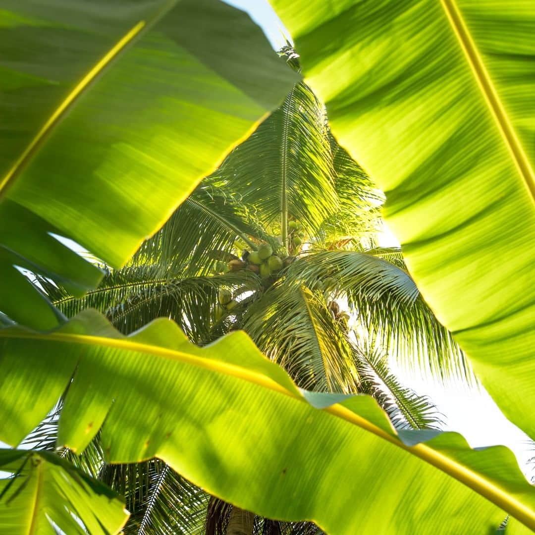 Vita Coco Coconut Waterのインスタグラム：「We're finally getting a peek of warm weather, oh wait those are just coconuts.」