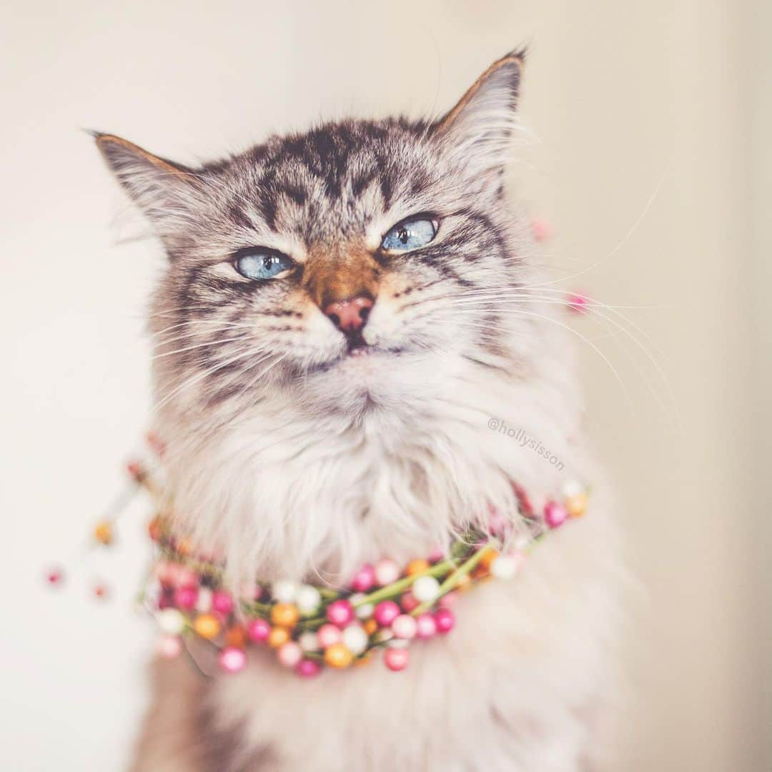 Holly Sissonさんのインスタグラム写真 - (Holly SissonInstagram)「Spring Fool? 🐱😹 #cat #SiberianCat (See more of Alice, Finnegan, and Oliver, on @pitterpatterfurryfeet) ~ Canon 1D X MkII + 50 f1.4 @ f1.8 See my bio for full camera equipment information plus info on how I process my images. 😊 ~ #pickmotion #danielsfamilyliving Having this face in my life ☺️🐱❤️」5月10日 0時10分 - hollysisson