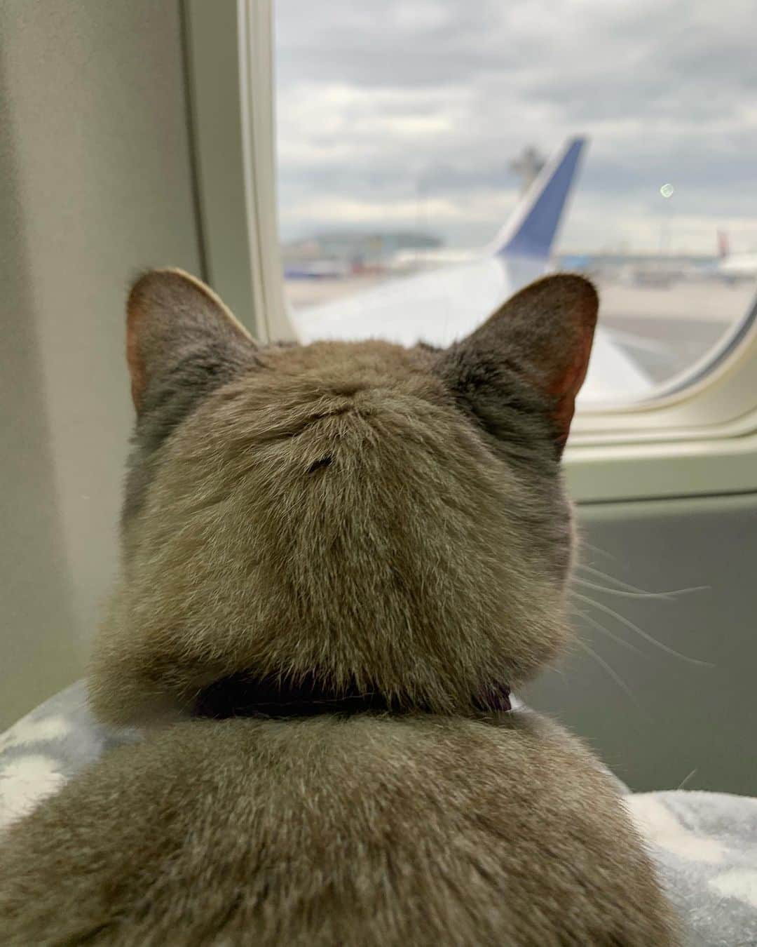 nala_catさんのインスタグラム写真 - (nala_catInstagram)「I love airplane rides ✈️❤️」5月10日 0時09分 - nala_cat