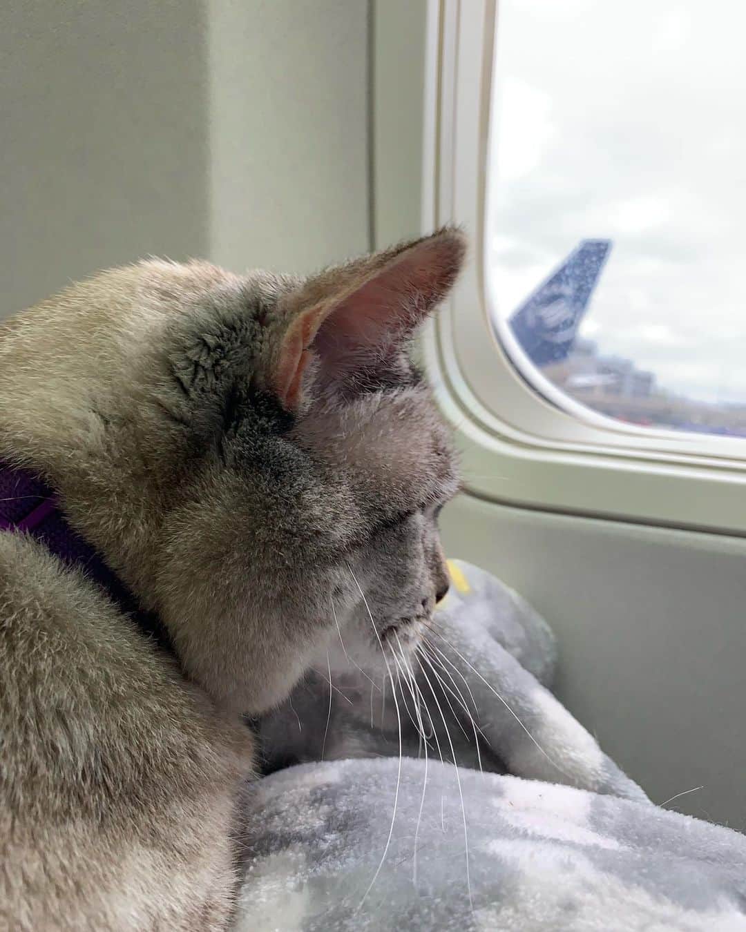 nala_catさんのインスタグラム写真 - (nala_catInstagram)「I love airplane rides ✈️❤️」5月10日 0時09分 - nala_cat