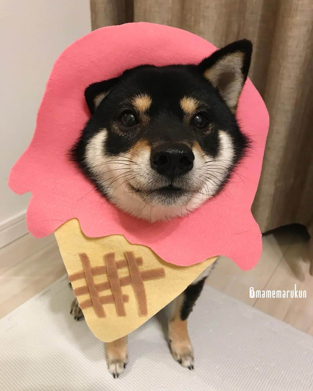 まめ丸のインスタグラム：「* * 【 #はめ丸 シリーズ第29弾 アイス🍦】 今日は『アイスの日🍦』なんだって🐶💓 * Today is the day of icecream in Japan🍦 I'm icecream🐶💓 ⭐️Mamemaru's cosplay No.29⭐️ * #ちょっとすぎちゃったけど 5/9は #アイスの日 🍦 * #柴犬#豆柴#柴#黒柴#犬#わんこ#shiba#shibainu#shibastagram#shibadog#puppy#instadog#dogstagram#dog#instashiba#petstagram#cute#adorable#강아지#멍스타그램#doglover#31#アイス#icecream#アイスの日#まめ丸何の日シリーズ」
