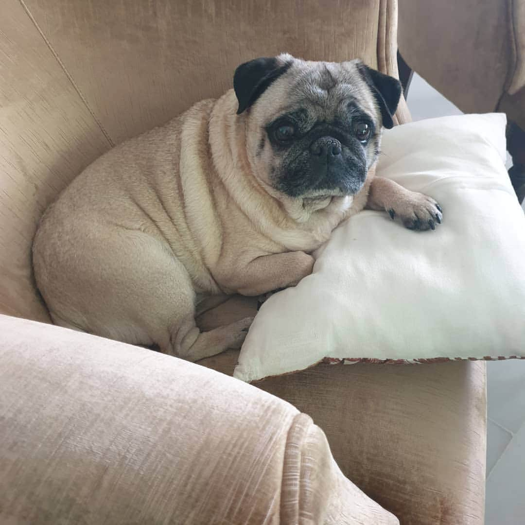 Nikitaさんのインスタグラム写真 - (NikitaInstagram)「#pug nikita # maravillosa😍😍😍😍😍🦴🦴🦴🦴」5月10日 0時24分 - pug_nikita