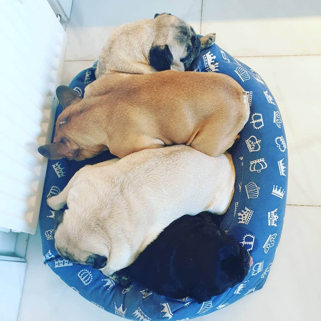 Nikitaさんのインスタグラム写真 - (NikitaInstagram)「#pug nikita familia 😍😍😍😍」5月10日 0時28分 - pug_nikita