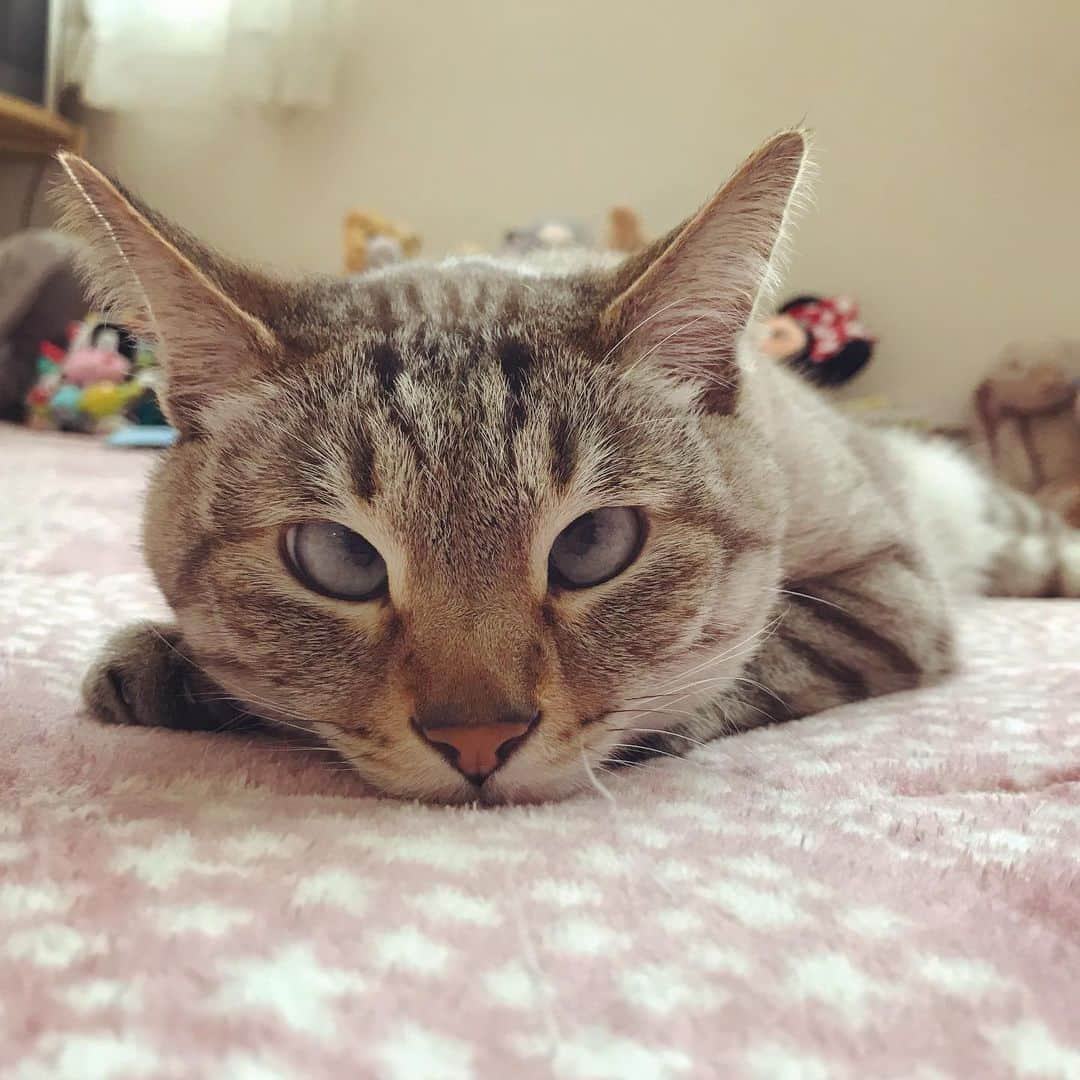 tomiinyaのインスタグラム：「11:28 in Japan.☺︎💤」