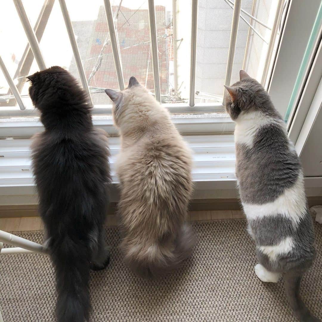 ギモさんのインスタグラム写真 - (ギモInstagram)「창문 밖 구경하는게 이렇게 귀여울일?! 내면의 궁디팡팡 1만번💕💗 #cat #토토상회 #귀여운궁뎅이들 #궁디팡팡」5月10日 11時30分 - 1room1cat