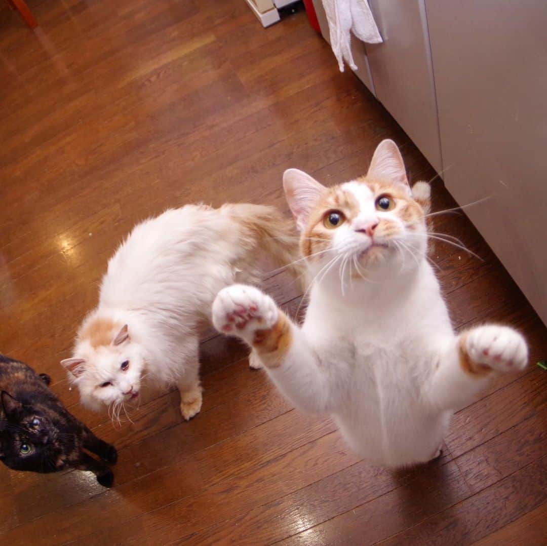 Kachimo Yoshimatsuさんのインスタグラム写真 - (Kachimo YoshimatsuInstagram)「久しぶりのササミ祭り！ 美味しそうな匂いなのか、 袋を開けたら猫らがわらわら寄ってきて、大騒ぎ！ #uchinonekora #hijiki #okaki #oinari #neko #cat #catstagram #kachimo #猫 #ねこ #うちの猫ら http://kachimo.exblog.jp」5月10日 9時56分 - kachimo