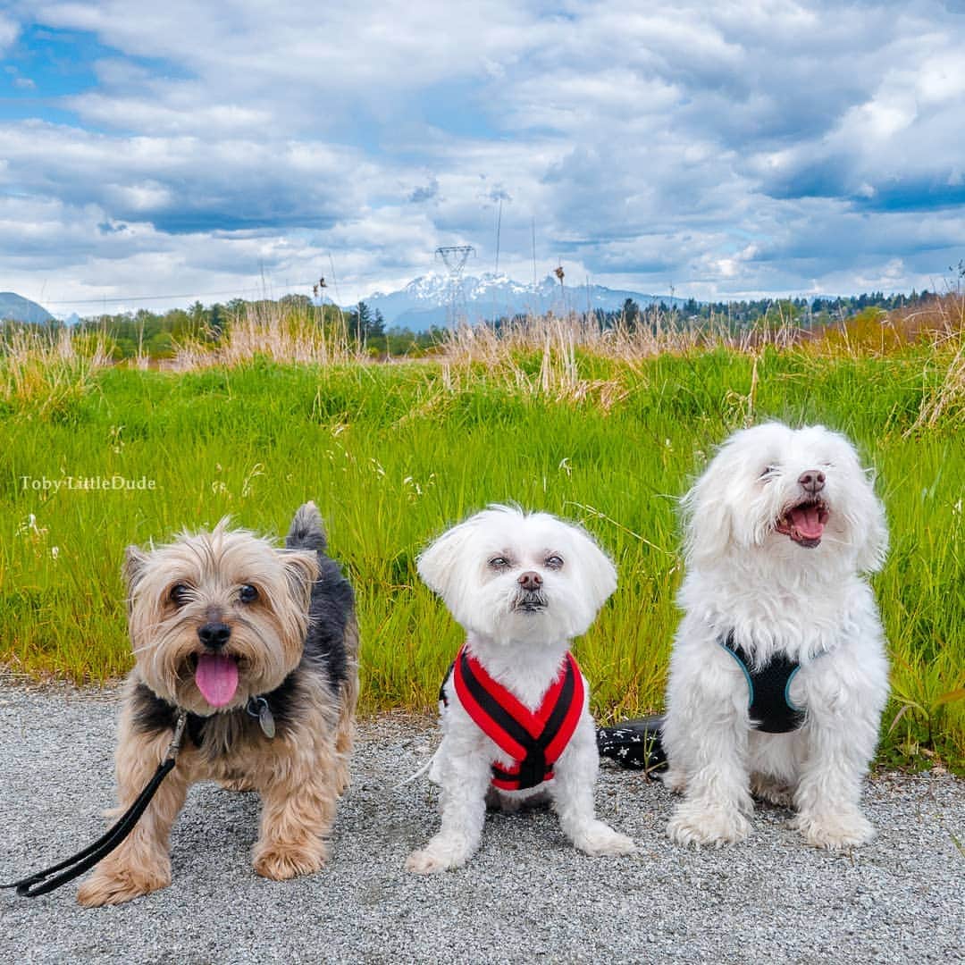 Toby LittleDudeのインスタグラム：「We've been best friends for so long I can't remember which one of us is the bad influence 😜. @cashew_the_dog @tobi_big_poop」