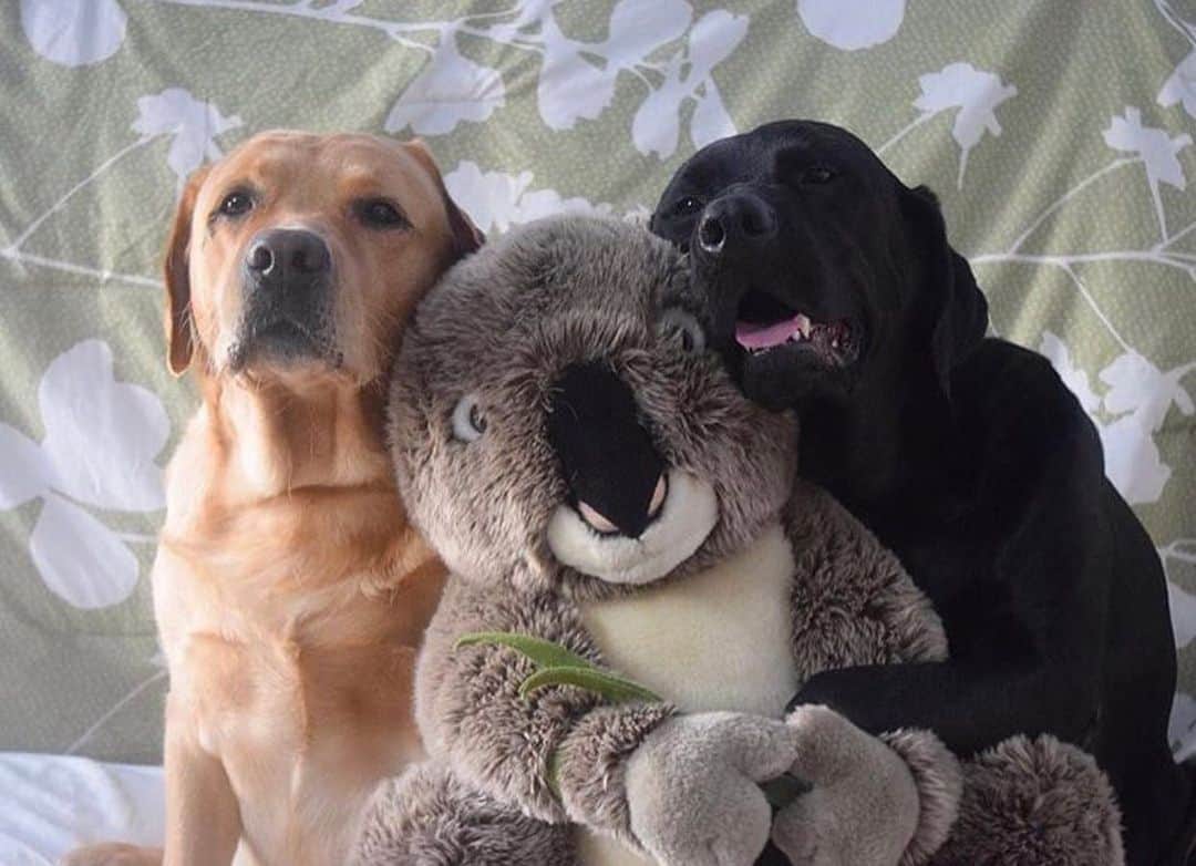 Jake And Gingerさんのインスタグラム写真 - (Jake And GingerInstagram)「Jake loves the koala more than ginger😂 #worldoflabs #fab_labs_ #talesofalab #labs_of_insta #weeklyfluff #dogsofinstagram」5月10日 10時41分 - jake_n_ginger
