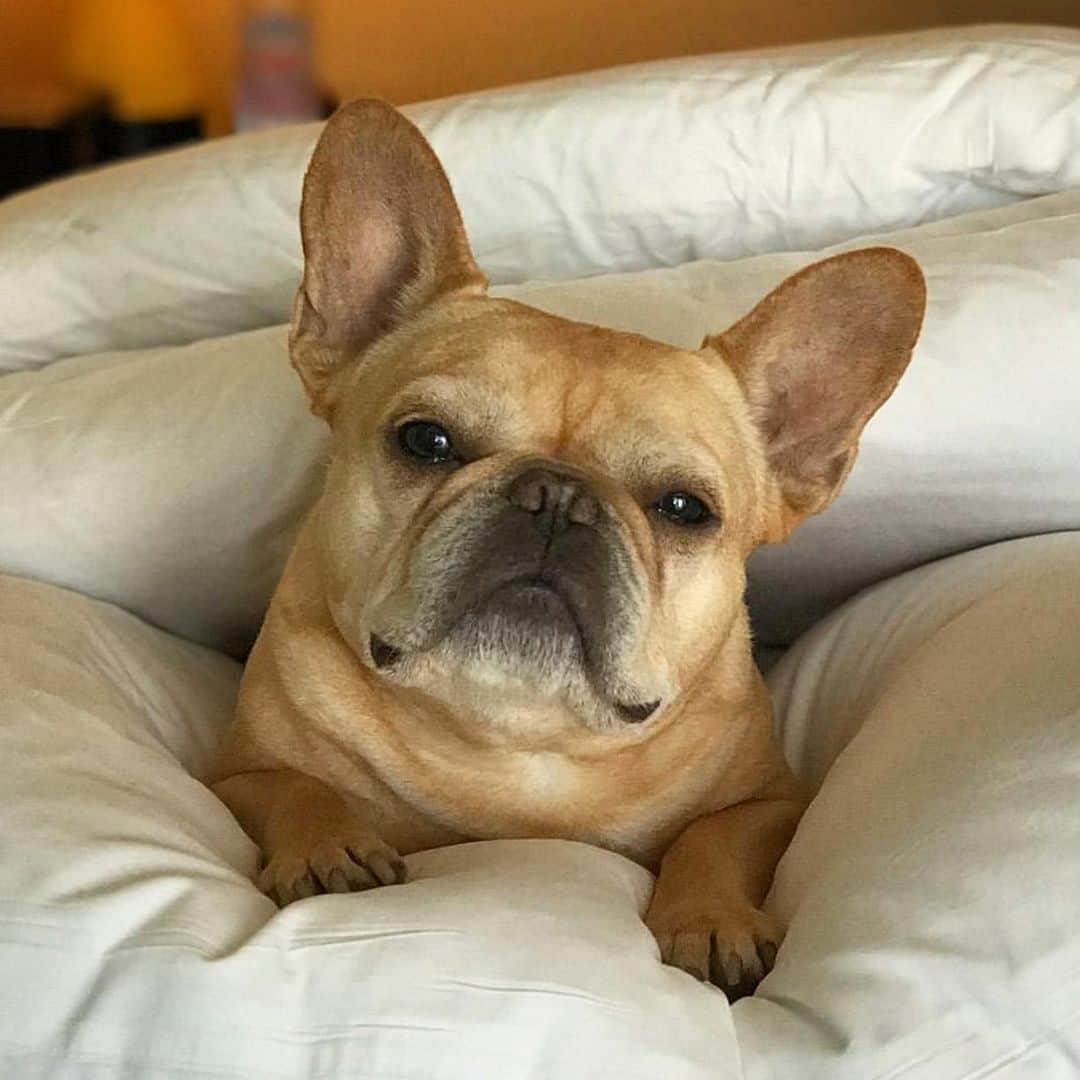 Hamlinのインスタグラム：「You know you slept too long when your gigantor head melts into you torso. Who needs a neck anyway, it just delays the time it takes food to get from jowls to belly. #tbt .......... #sleepyface #tired」