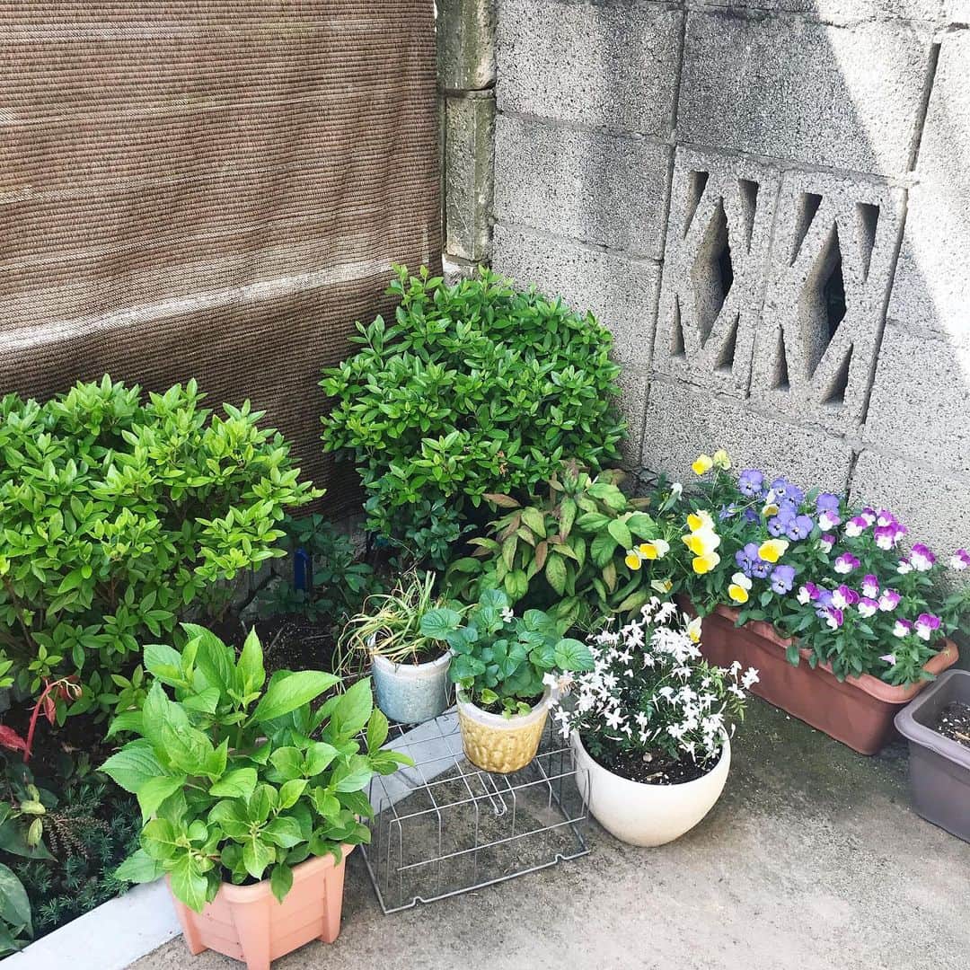 のインスタグラム：「. 今日は朝から太陽サンサン☀︎ こんな日に出掛けたりゴルフに行ったり〜ももちろん好きだけど、あえて家に1人で居るのも大好き❤︎ 大好きな癒しの場所を眺めながら、洗濯物を干せるだけ干して… たくさん干してもどんどん乾いてくれて… それに合わせてまた洗濯機回したり、布団を干したり…の時間がホントに大好き💛 . . . #朝からいい天気 #太陽サンサン #大好きな癒しの場所 #小さな庭 #眺めながら #干せるだけ干す #どんどん乾く #どんどん洗える #今日は何回洗濯機回せるかな #ストレス発散 #あぁ気持ちいい #今日はひきこもり #植物のある暮らし #花のある暮らし #私の癒し」