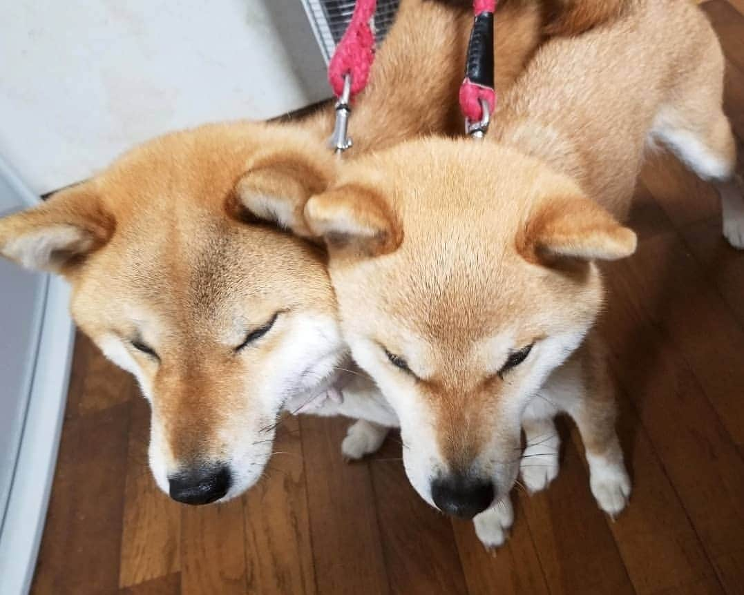 柴犬たま Shibainu Tamaさんのインスタグラム写真 - (柴犬たま Shibainu TamaInstagram)「我らは一心同体‼ * Caption trans🇬🇧 We are act as one‼ * #柴犬たま #たママ #たま家族 #柴犬ミケ #一心同体 #ぴったり #仲良し親子 #似た者親子 #そっくり #後頭部フェチ #愛らぶ後頭部 #柴犬 #shiba #shibainu #shibastagram #犬 #dog #多頭飼い」5月10日 11時17分 - tama7653