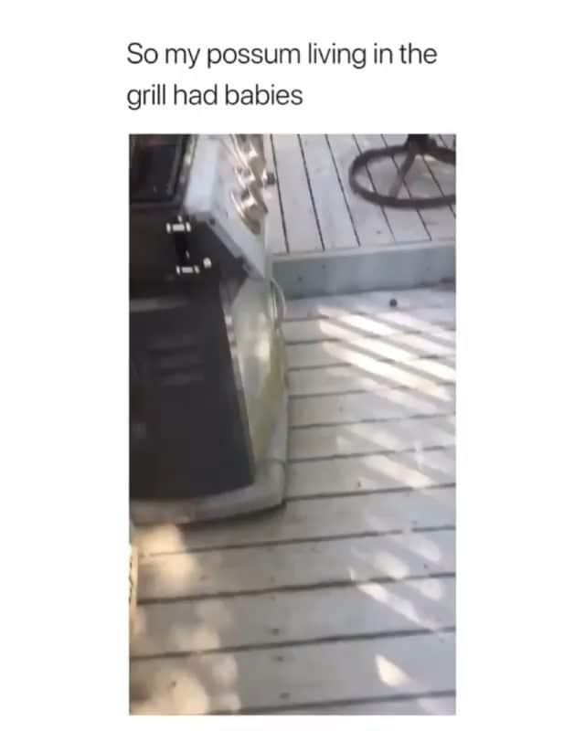 Funny Postsのインスタグラム：「••••••••••• 😂 I think that's her grill now 💬 Video by: @cozzi.cat 🎥 Double tap for more videos!」