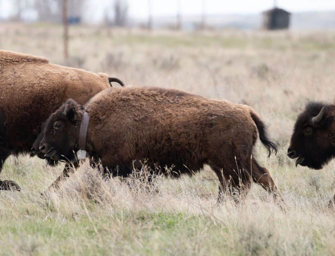 スミソニアン国立動物園さんのインスタグラム写真 - (スミソニアン国立動物園Instagram)「Smithsonian researchers spent the first two weeks of April working with @americanprairie to place GPS collars on plains bison. Find out how they're tracking these animals and why it's important to study how they move.  #WeSaveSpecies (link in bio)」5月10日 2時57分 - smithsonianzoo
