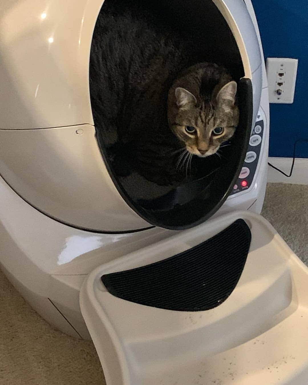 ミハル・ブジェジナのインスタグラム：「My kitties decided that their new toilet will be hi-tech thank you @thelitterrobot for making all of our lives easier :) #litterrobot #cats #catsofinstagram #michalbrezina」