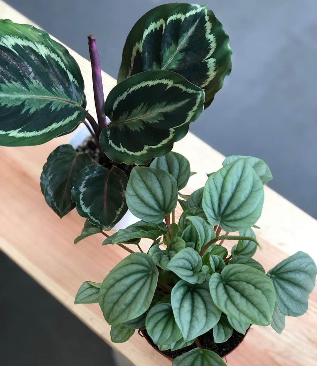 The Louunのインスタグラム：「Left or right? #peperomia #calathea We ship these beauties for you 😍😊📦🌳🌿 Shop now: www.etsy.com/Shop/plantroomla」