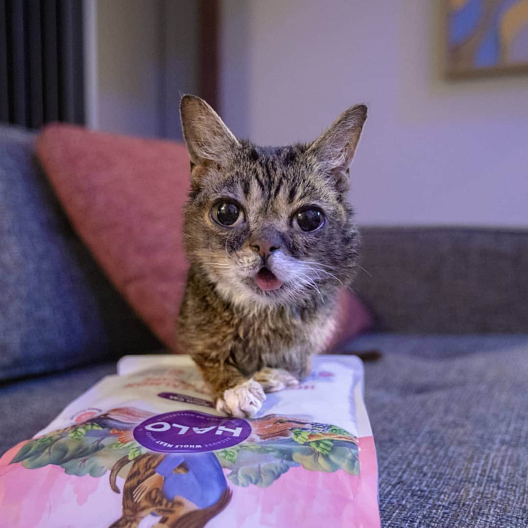 Lil BUBさんのインスタグラム写真 - (Lil BUBInstagram)「BUB loyally and patiently guarded Spooky's favorite food until he came home. #goodjobbub #halo #thegoodstuff」5月10日 3時44分 - iamlilbub