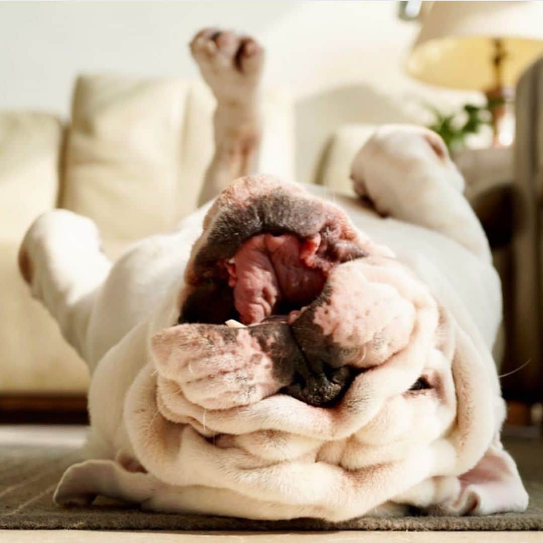 Bodhi & Butters & Bubbahさんのインスタグラム写真 - (Bodhi & Butters & BubbahInstagram)「That almost-Friday feeling 🎉🐶🐾 . . . . . #bulldog #friday #so #close #bestoftheday #work #life #puppy #love #smile @bulldog__diesel」5月10日 3時45分 - keonistuff