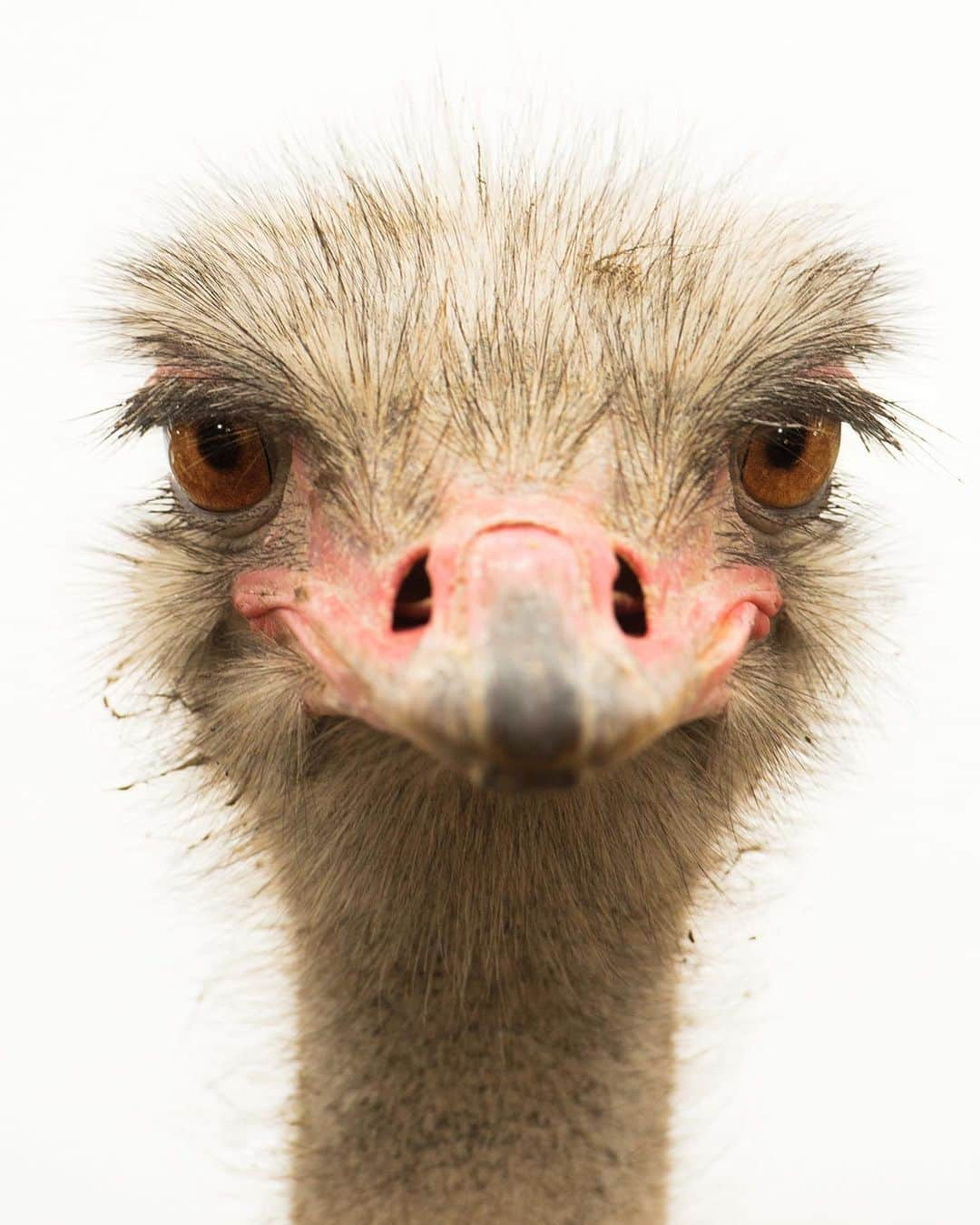 Robert Clarkさんのインスタグラム写真 - (Robert ClarkInstagram)「One of my favorite’s This Ostrich was photographed a few months back. The flightless ostrich is the world's largest bird. They roam African savanna and desert lands and get most of their water from the plants they eat. As human populations grow, they expand into areas where wildlife once roamed freely. The construction of settlements and roads and agricultural cultivation all contribute to habitat loss. And #Habitatloss puts pressure on other species. I know that people will say, that they are not in danger of extension, but the loss of the ostrich in the wild will effect the balance that nature has created, affect animals that depend on the #Ostrich for survival. Ostriches are in the same order as #cassowaries, #emus, #kiwis, and #rheas.」5月10日 3時57分 - robertclarkphoto