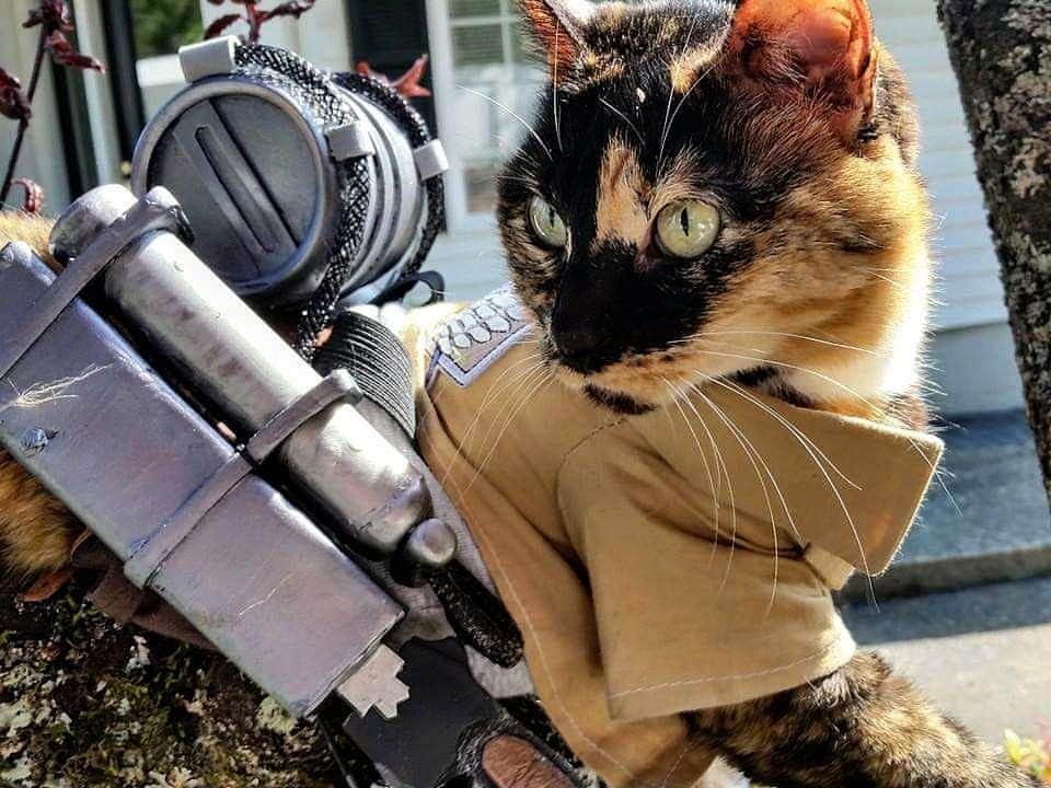 猫コスプレのインスタグラム