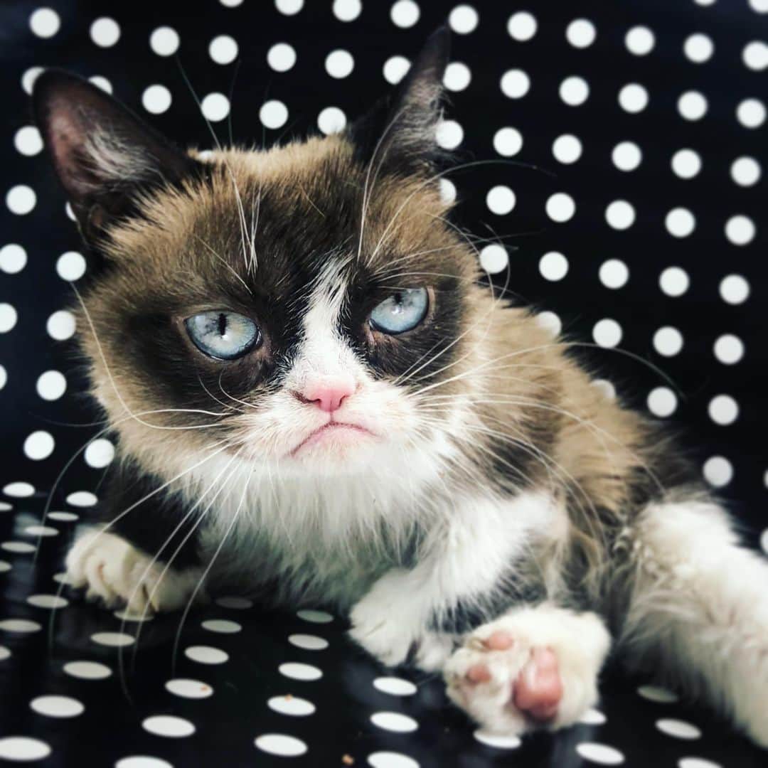 Grumpy Catさんのインスタグラム写真 - (Grumpy CatInstagram)5月10日 4時27分 - realgrumpycat