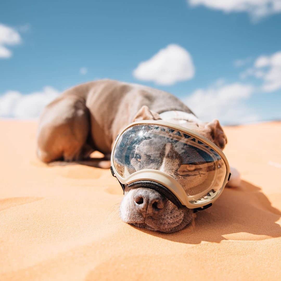 NikonUSAさんのインスタグラム写真 - (NikonUSAInstagram)「Nikon photographer @ms_fancypants_ shot this adorable photo with the #D750: “Found a cute sand creature, think I’ll keep her 😍 Also you’re welcome...that’s all 😉” #dogsthathike #NikonNoFilter #optoutside #visitutah #experienceutah #petphotography #NikonD750」5月10日 4時33分 - nikonusa