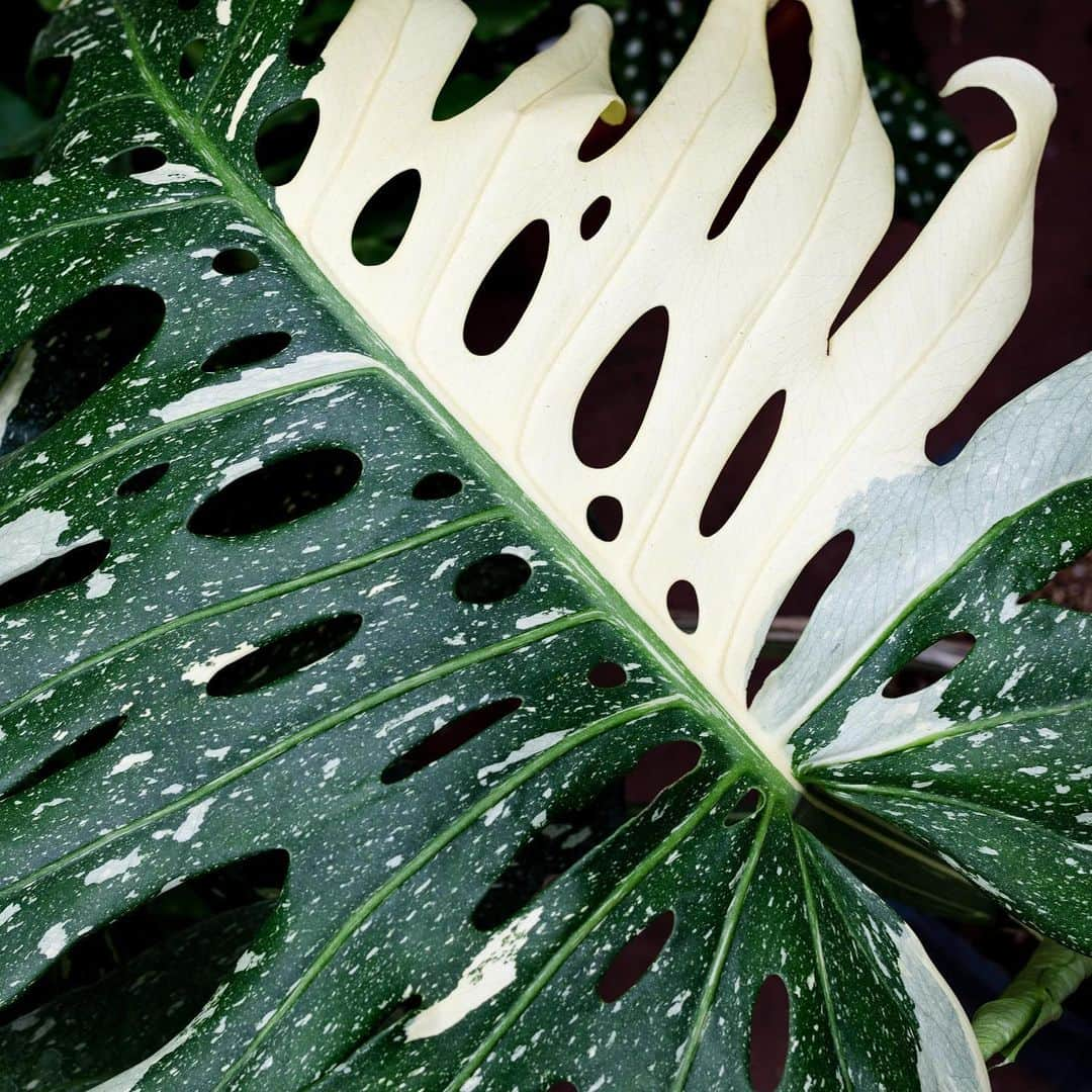 ニューヨーク植物園さんのインスタグラム写真 - (ニューヨーク植物園Instagram)「#Monstera is absolutely the Leaf of the Moment, and this May’s latest #nybgadulted course of the same name ensures floral designers aren’t missing out on using it as a statement in their creations.」5月10日 4時34分 - nybg