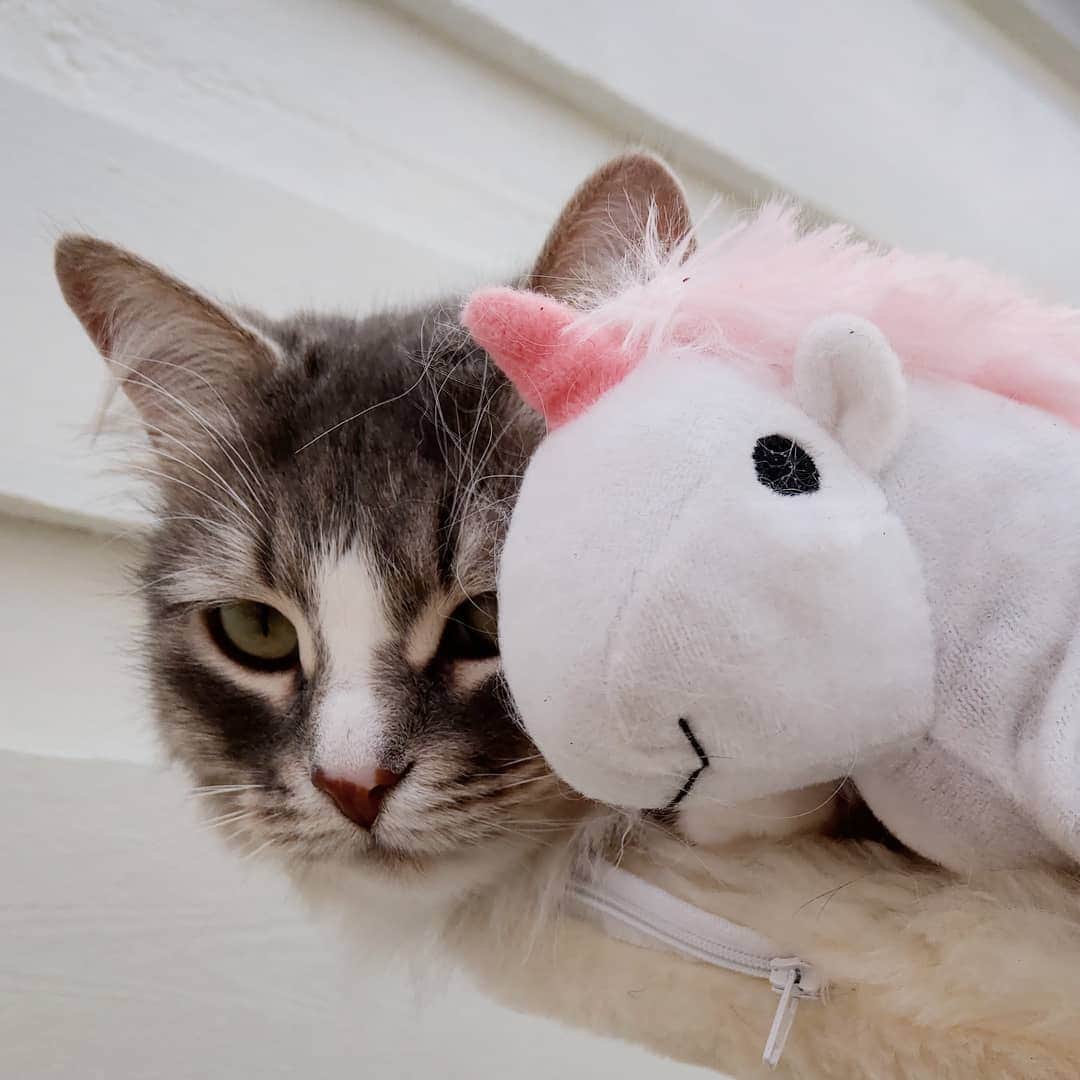 Nila & Miloさんのインスタグラム写真 - (Nila & MiloInstagram)「Unicorn catnip toy. My life is complete. 😻❤️ #unicornparty #unicornlife #catniphigh」5月10日 4時44分 - nilamilo