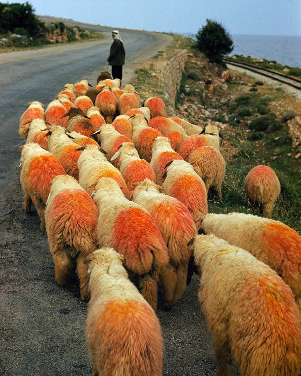 National Geographic Creativeさんのインスタグラム写真 - (National Geographic CreativeInstagram)「Photo by Maynard Owen Williams | A shepherd leads fat-tailed sheep down the highway south of Beirut. The orange paint is decorative with the custom originating when dabs of color were applied for identification. This image was originally published in the April 1954 magazine. #ThrowBackThursday #Beirut #Shepherd」5月10日 4時59分 - natgeointhefield