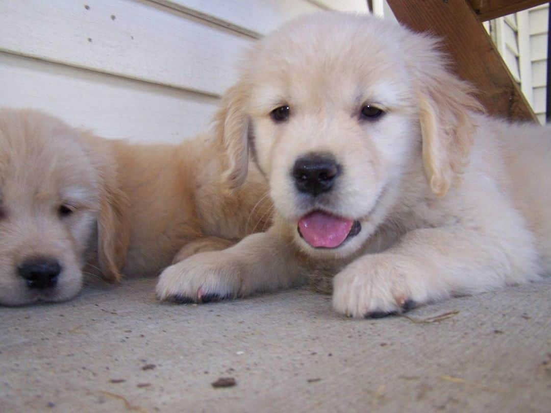 モヒートさんのインスタグラム写真 - (モヒートInstagram)「#tbt tiny baby Mojito ------------------------------- #goldensofig #goldenretriever  #goldenretrieversofinstagram #betterwithpets #dogsofig  #dogsofinstagram #fluffypack #gloriousgoldens #welovegoldens #ilovemydog #goldenlife #bestwoof #ProPlanDog #ilovegolden_retrievers #mydogiscutest #retrieversgram #dogsofcle  #puppy #throwbackthursday」5月10日 5時00分 - mojito_rose_family