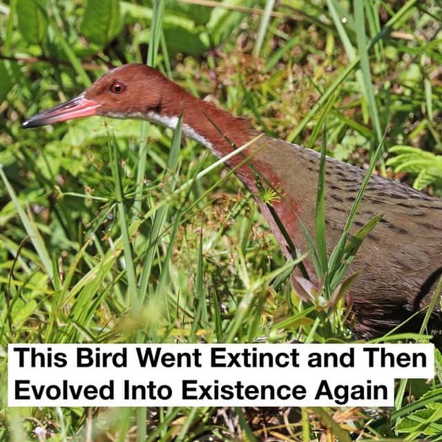 VICEさんのインスタグラム写真 - (VICEInstagram)「This small flightless bird has some big bragging rights considering it keeps coming back from the dead after first going extinct some 136,000 years ago. __  The white-throated rail is an example of a rarely observed phenomenon called iterative evolution, in which the same ancestral lineage produces parallel offshoot species at different points in time. This means that near-identical species can pop up multiple times in different eras and locations, even if past iterations have gone extinct.  Go off white-throated rail.  Link in bio to read more. Image: Charles J Sharp」5月10日 5時03分 - vice