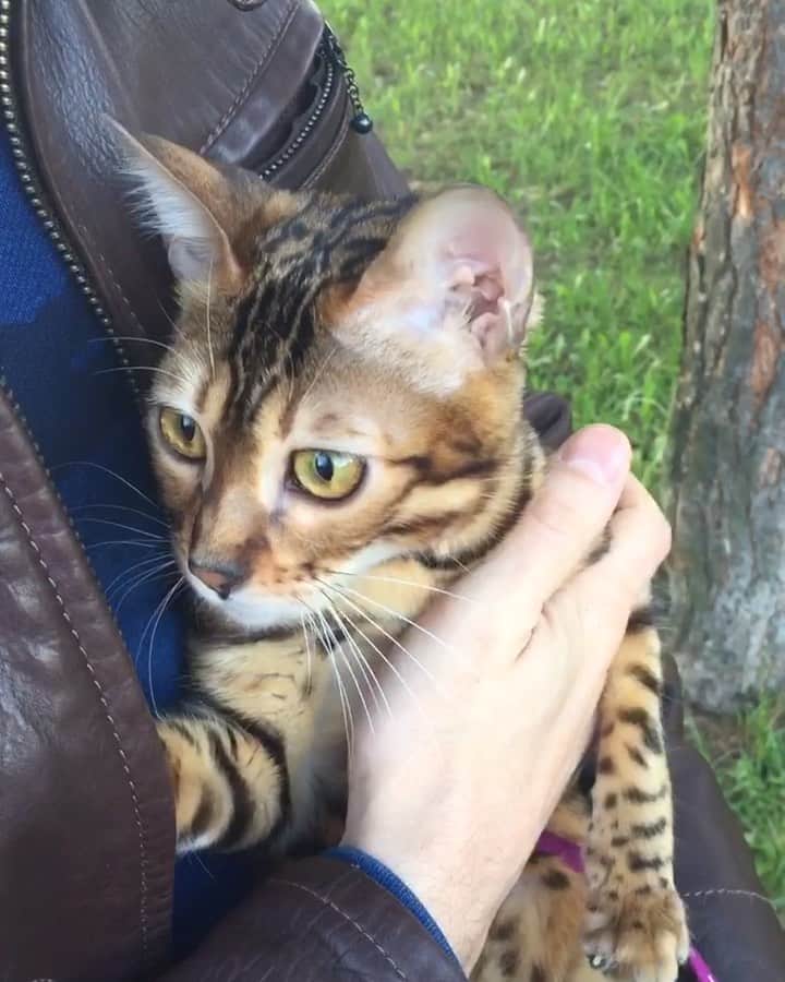 Celeb Bengal Cat · Simbaのインスタグラム：「Cats are connoisseurs of comfort 🤗」