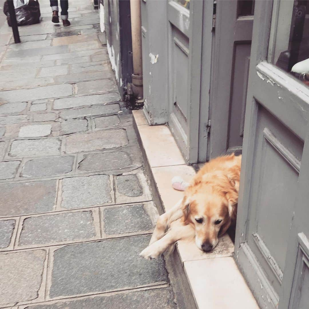 大森美希さんのインスタグラム写真 - (大森美希Instagram)「#badweather #paris #dog #chien #parislife #spring #printemps #わんちゃん #犬 #わんこ #パリ #パリ生活 #海外生活 #パリ散歩 #令和元年」5月10日 5時13分 - mikiomori_