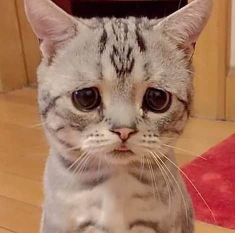 Cute Pets Dogs Catsさんのインスタグラム写真 - (Cute Pets Dogs CatsInstagram)「Why is she so sad? 😞 📩 Submit your cat's photo to our contest email to be featured💕 ⠀⠀⠀⠀⠀⠀⠀⠀⠀ Notification ON 💙 #kittens_of_world and follow us to be featured 😸 From unknown  #chat #neko #gato #gatto #meow #kawaii #nature #pet #animal #instacat #instapet #mycat #catlover #cutecats #cutest #meow #kittycat #topcatphoto #kittylove #mycat #instacats #instacat #ilovecat #kitties #gato #kittens #kitten」5月10日 5時25分 - dailycatclub