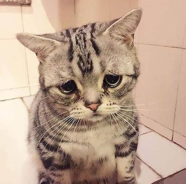 Cute Pets Dogs Catsさんのインスタグラム写真 - (Cute Pets Dogs CatsInstagram)「Why is she so sad? 😞 📩 Submit your cat's photo to our contest email to be featured💕 ⠀⠀⠀⠀⠀⠀⠀⠀⠀ Notification ON 💙 #kittens_of_world and follow us to be featured 😸 From unknown  #chat #neko #gato #gatto #meow #kawaii #nature #pet #animal #instacat #instapet #mycat #catlover #cutecats #cutest #meow #kittycat #topcatphoto #kittylove #mycat #instacats #instacat #ilovecat #kitties #gato #kittens #kitten」5月10日 5時25分 - dailycatclub