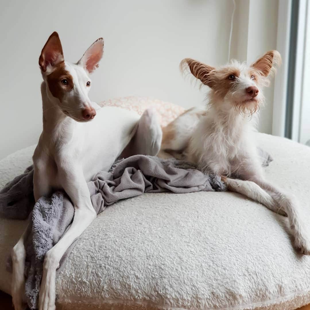 Instagramさんのインスタグラム写真 - (InstagramInstagram)「Hello, world. Today’s #WeeklyFluff is Frida and Quinoa (@podsandthecity), a pair of adopted podencos from Hamburg, Germany, who love nothing more than taking it easy (most of the time). Photo by @podsandthecity」5月10日 6時03分 - instagram