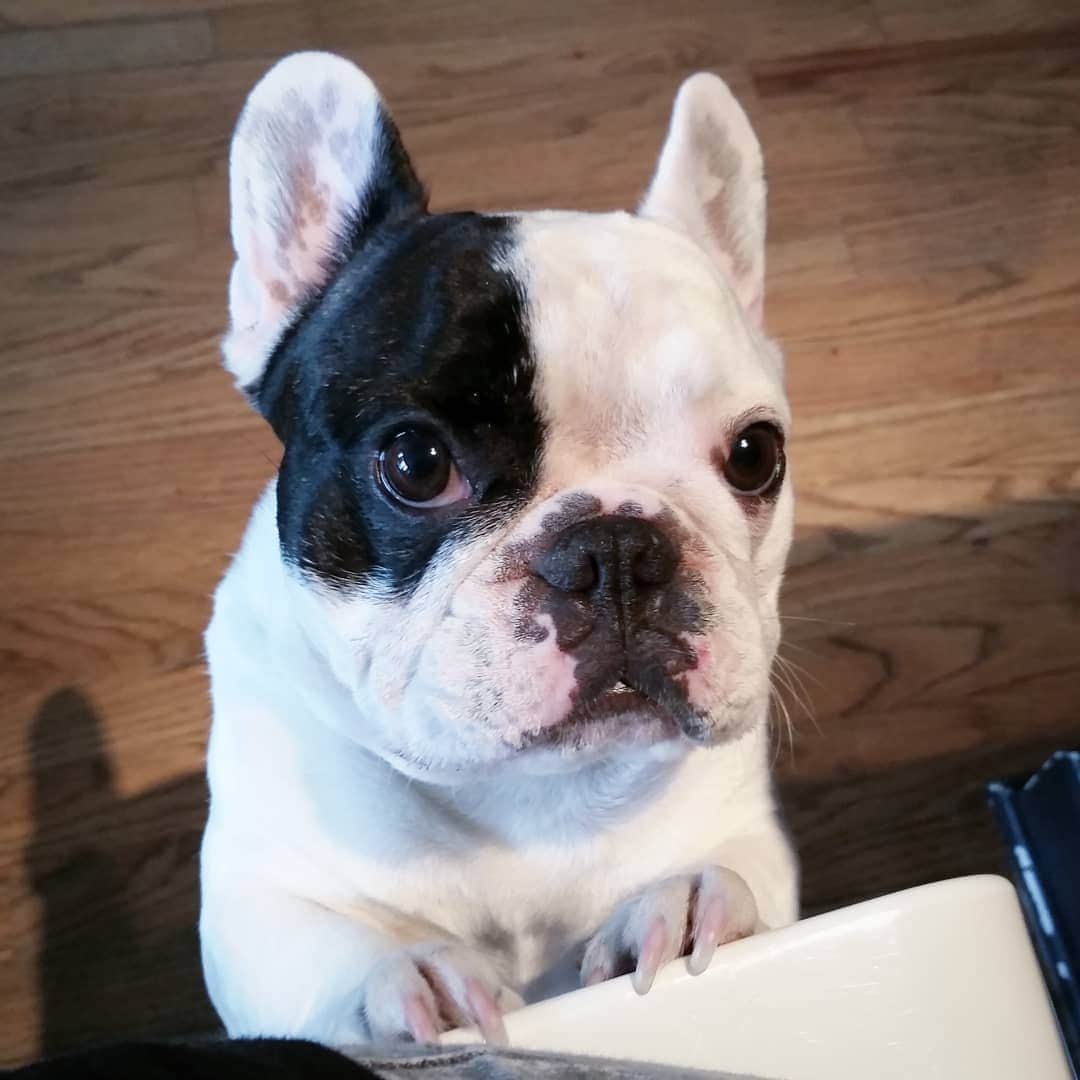 Manny The Frenchieさんのインスタグラム写真 - (Manny The FrenchieInstagram)「Hi. Can I haz dat?! 😌😋」5月10日 6時26分 - manny_the_frenchie