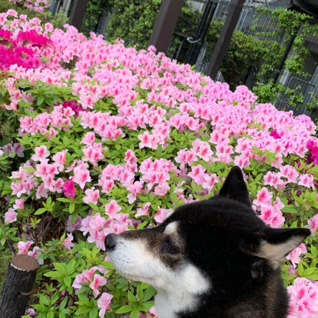 くろさんのインスタグラム写真 - (くろInstagram)「#お花柴男子くらぶ #🌺🐕 #kuroshiba #blackshiba #shibainu #shibastagram #instadog #dogstagram #柴犬 #黒柴 #黑柴 #日本犬 #和犬 #シニア犬 #癒し犬 #いぬら部 #ふわもこ部 #柴犬部 #モフモフ生命体 #柴犬のいる暮らし #わんこのいる暮らし #わんこのいる生活 #わんこと一緒 #わんダフォ #わんだふるjapan」5月10日 6時19分 - m6bmw