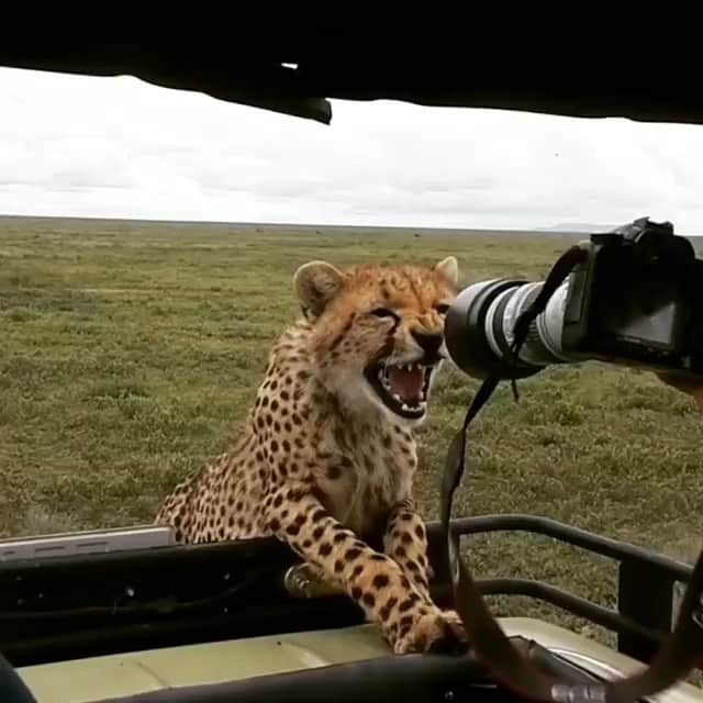 WildLifeのインスタグラム：「Via @samol_nature_photo This video was recorded by my son @frona.l as I was the one holding the camera with a long lens 😂 Baby #cheetahs often climb #safari vehicles. Their mother was close by all the time and was very calm. Obviously only tourists panick 😁  A bit more explanation for people who don't appreciate what I am doing to this poor baby cheetah: even though it was a baby cheetah it was pretty big. Cheetahs are wild big cats. Mother was all the time about 4 metres away. I tried to scare it away when it started climbing INTO the vehicle and other people were beginning to feel uncomfortable. I didn't want to hurt it so you can see I didn't even try to poke it when it looked away. And it was me saying "it's OK" at the end 😁  More or less this happens to every wildlife photographer. Sooner or later. And it is better to scare the animals away than becoming their lunch. So: no animals were hurt on this safari. I mean literally, as we don't eat animals 😂  #cheetah #bigcatsofinstagram #cat #cats #wildcats #wildlifephotography #wildlifeconservation #catsofafrica #africananimals #savanah #lion #lions #leopard」
